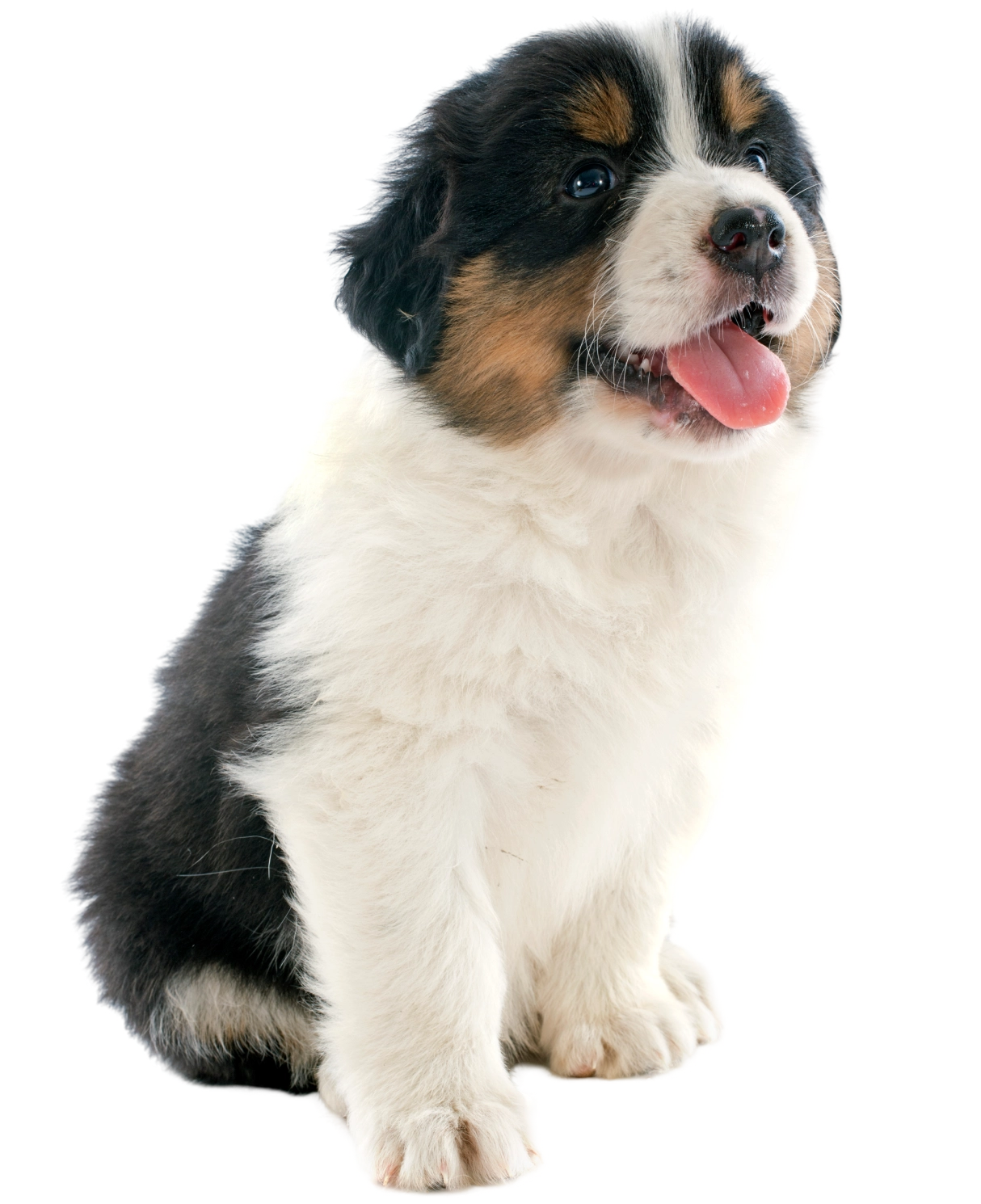 A fluffy black, white, and brown puppy sits with its tongue out.