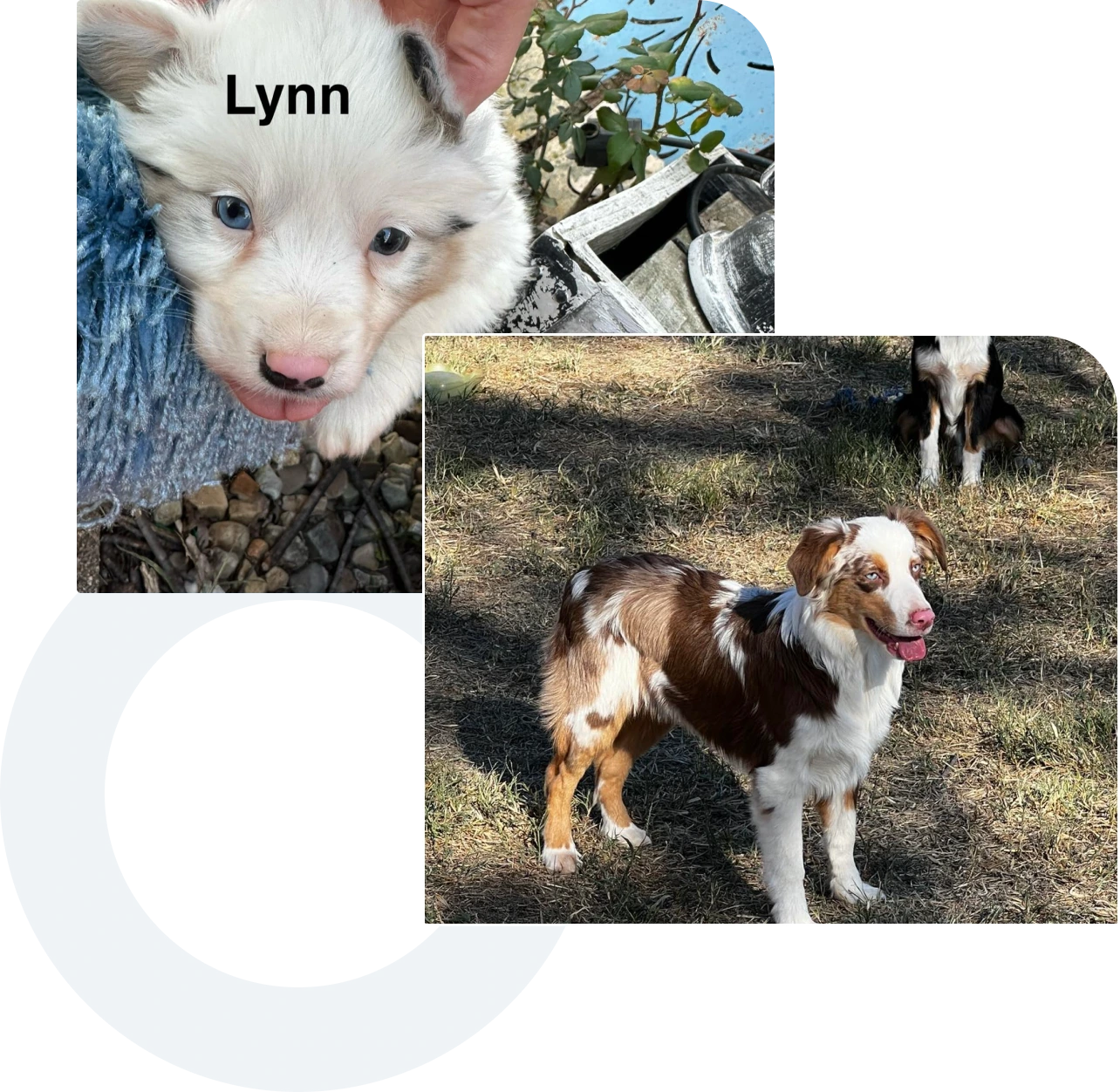 Two images: The first shows a small white puppy labeled "Lynn." The second shows a brown and white dog standing on grass.