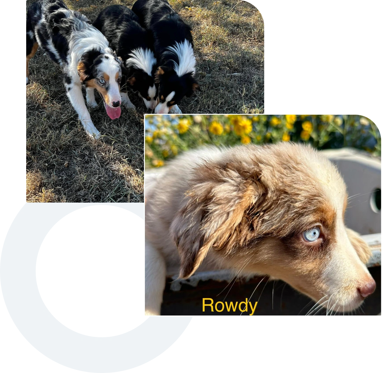 Three dogs together on grass, with a close-up of a brown and white puppy labeled "Rowdy" with striking blue eyes.