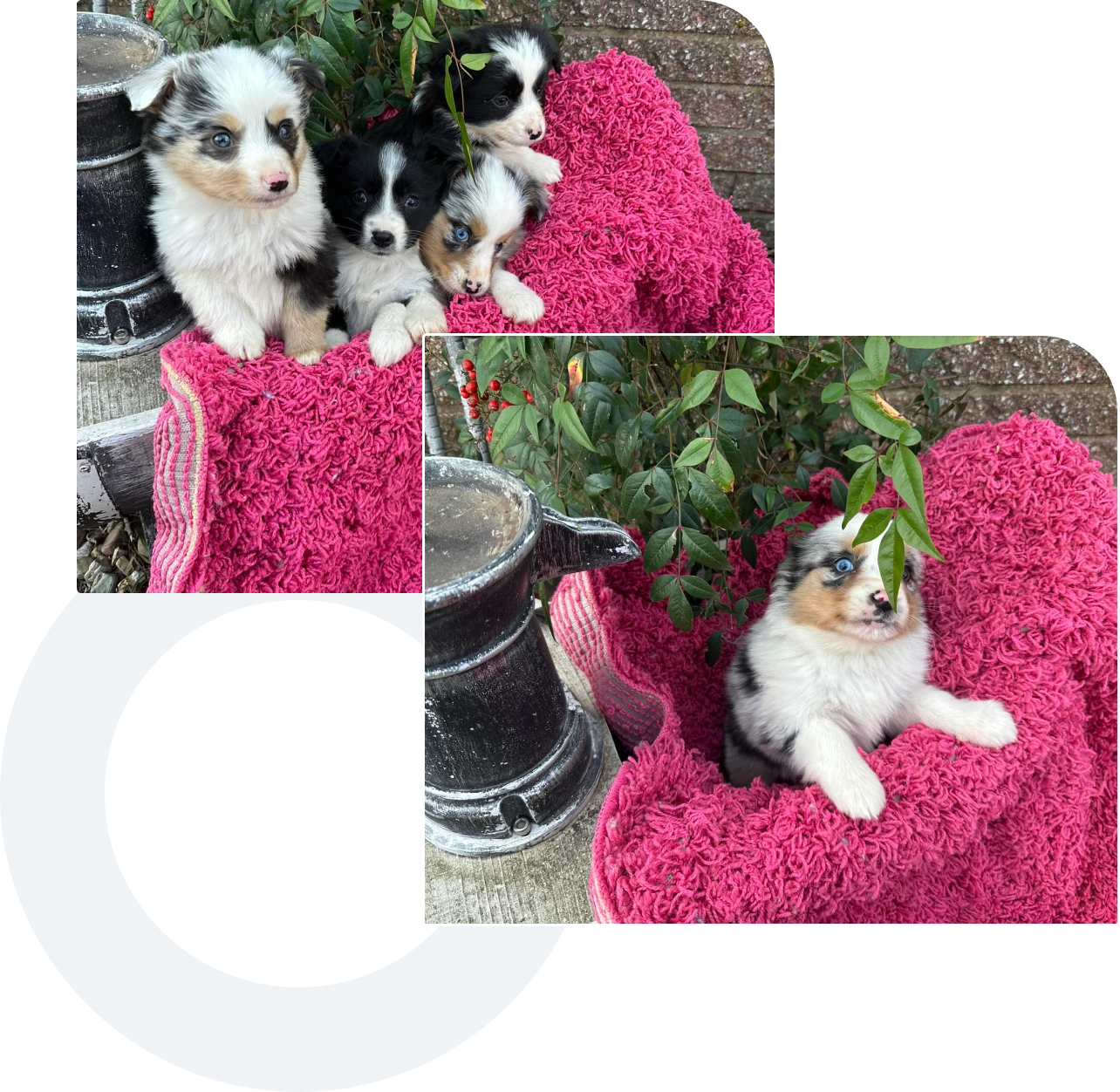 Three puppies sit on a pink blanket next to a metal pot, and another puppy is nearby on the same blanket with greenery around.