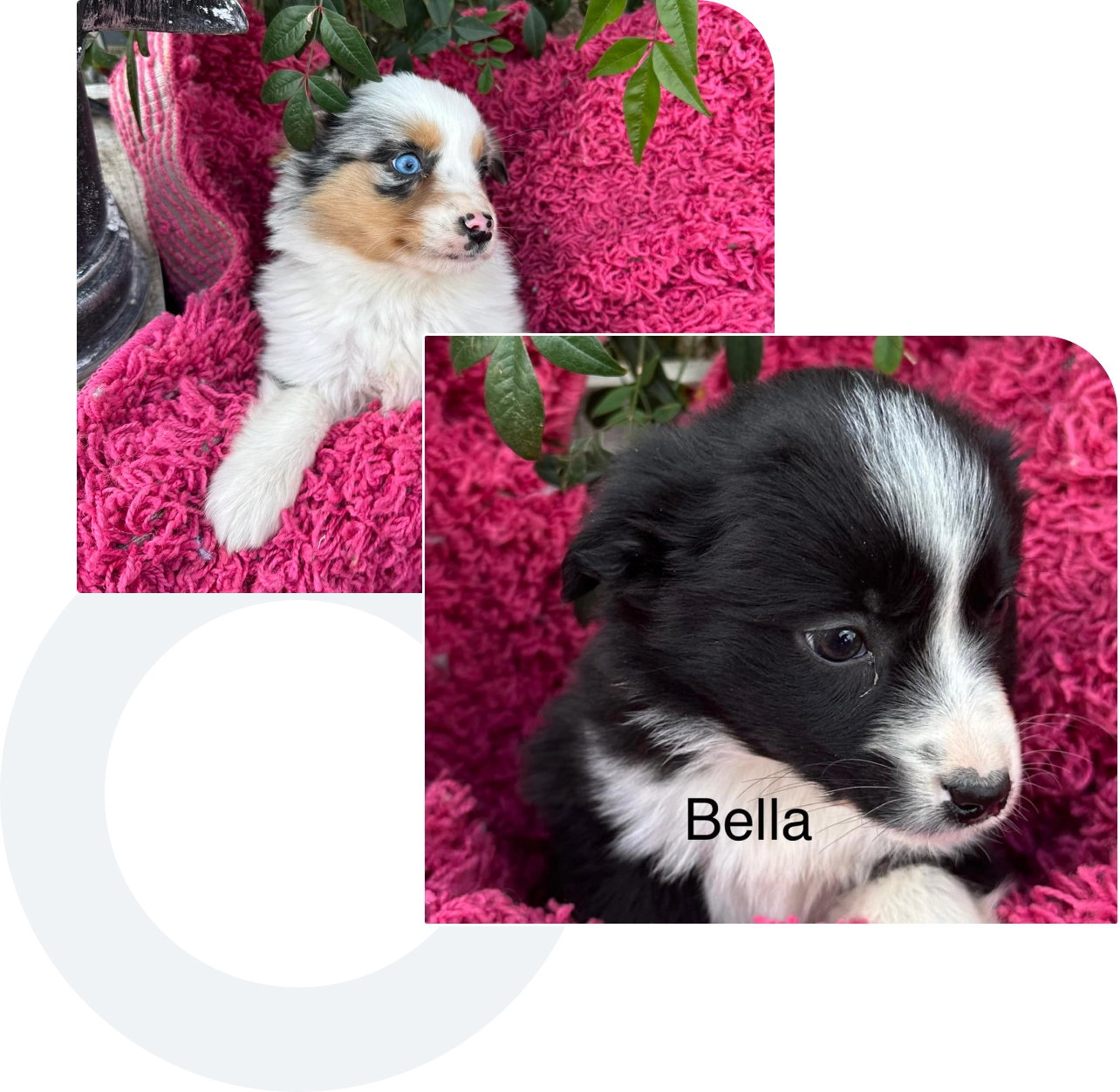 Two puppies on pink blankets. The top puppy is multicolored with blue eyes, and the labeled lower one, named Bella, is black and white.