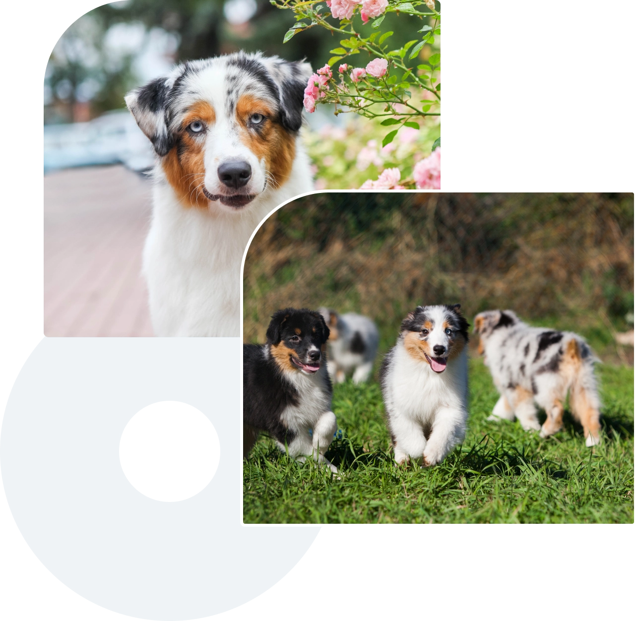Close-up of an Australian Shepherd dog near flowers and three Australian Shepherd puppies playing in grass.