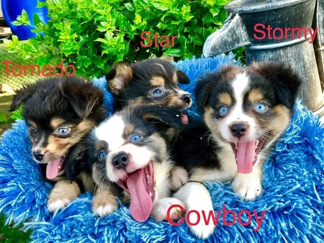 cr=w_667,h_500 Four puppies are sitting on a blue blanket.